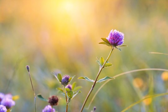 clover flower of trefoil bloom in a farm forb field, summer evening sunshine meadow, pastel colors, beauty of nature free space design image