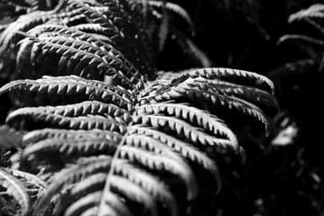 Close up photo of some fern plants and leaves. Beautiful green colors background. Black and white...