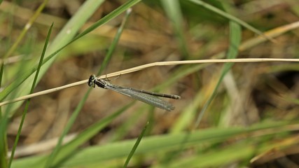 Junges Weibchen der Hufeisen-Azurjungfer (Coenagrion puella)