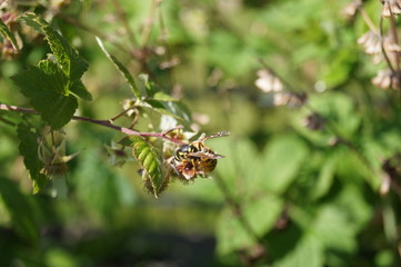 Blüten und Besäuber