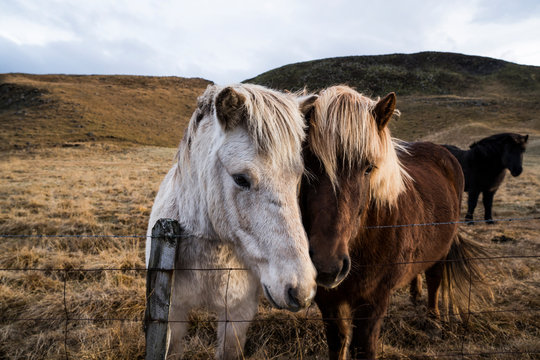 Iceland, Portrait of two Icelandic horses standing behind wire fence