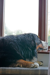 Large Bernese Mountain Dog looking out the window, waiting. 