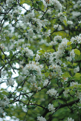 blossoming apple tree