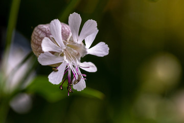 Blühendes Taubenkropfleimkraut