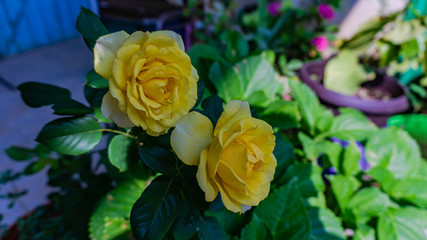 Colores de la primavera