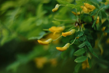 yellow pepper plant