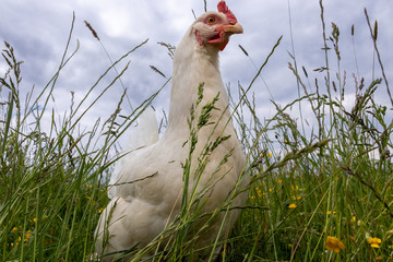 Haushuhn in artgerechter Haltung