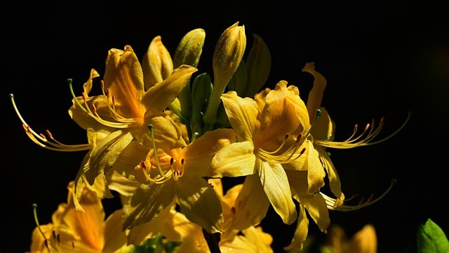Flower cluster of Yellow Azalea decorative shrub, latin name Rhododendron luteum, in full blossom during early may, dark background. 