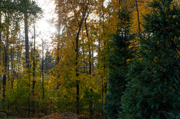 Several green fir-trees and many trees with colorful leaves in the beautiful park in autumn. 