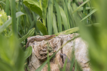 Brown lizard resting on a log among green grass, natural habitat