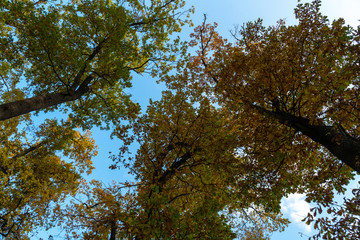 Tops of autumn trees on a background of blue sky. Sunny day.