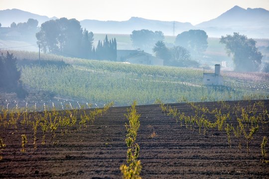 Spain, Region of Murcia, Cieza, Rows of saplings growing in countryside orchard at foggy dawn