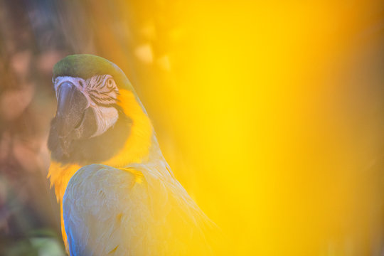 Portrait of blue and yellow macaw, Manaus, Brazil