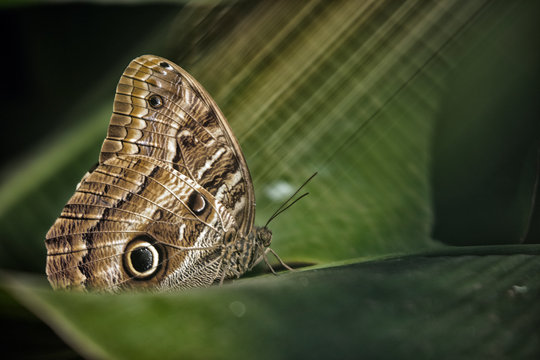 Owl butterfly on a leaf, Iguazu, Brazil