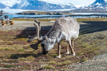 Wild reindeer in Ny-Alesund town at summer time