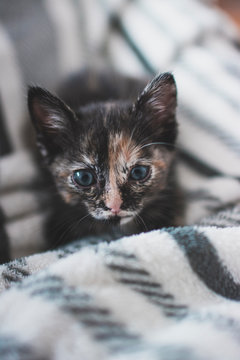 Portugal, Portrait of cute kitten lying on blanket