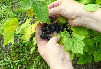 Naklejka na ściany i meble Harvest blackcurrant. Hand picks berries of black currant. Healthy eating concept.