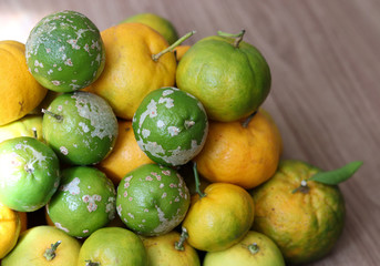 Delicious organic fruits.
Beautiful lemons, oranges and bergamots.