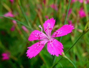 Różowe kwiaty © Ixon Pics