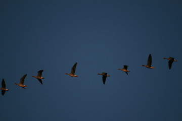 Flock of geese flying in sky