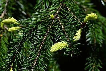 Fresh bright green spring branches tips on coniferous tree Nordmann Fir, latin name Abies Nordmanniana, during early may daytime. 