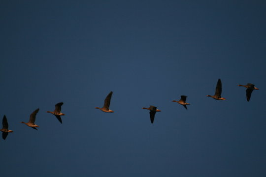 Flock of geese flying in sky