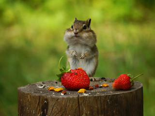 Chipmunk stands on a stump with strawberries