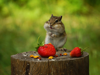 Chipmunk stands on a stump with strawberries