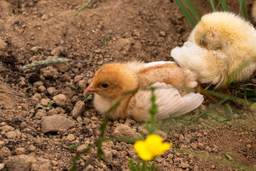 Glucke mit ihren Küken beim Staubbad