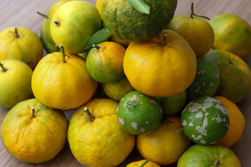 Delicious organic fruits.
Beautiful lemons, oranges and bergamots.