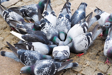 many grey pigeons eat grain from the ground in the Park. a blue dove pecks from the ground. parks in Europe and urban birds