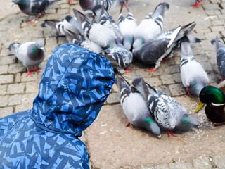 Fototapeta premium a child in a blue camouflage jacket with a hood stands in the Park and feeds pigeons at the ducks. wild ducks and blue doves eat grain