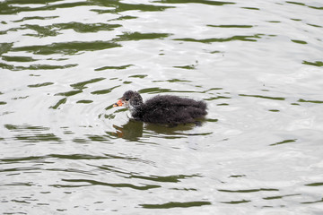 the duckling of a wild coot-duck of gray color floats in the water . river