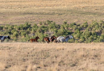 Herd of Wild Horses in Spring inthe Utah Desert