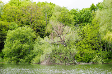 green trees and a lake in late spring, sky in a Park in Europe. nature . old tree without leaves on the background of the forest and lake