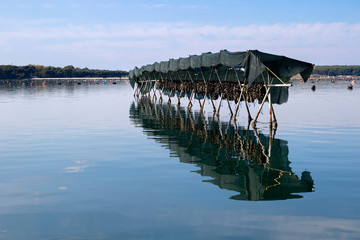 Typical mussel farm in the small sea of ​​Taranto