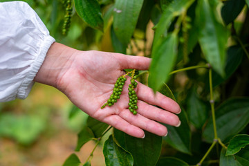 Green pepper - growing in the farm in Phu Qoc Island Vietnam