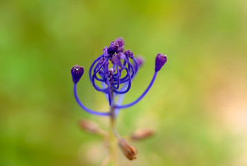 blue and yellow flower on the green background