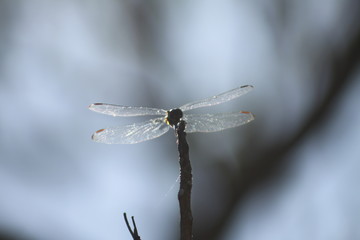 Dragon fly 