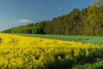 Yellow field of rape near the forest in Poland - may