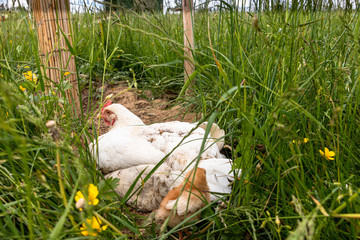 Glucke mit ihren Küken beim Staubbad
