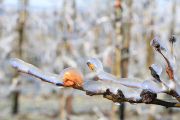 With an ice layer to prevent the fruit blossom from freezing. With an not fully grown fruit from last season. Clotting heat.