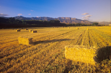 Hay bails with the Topa Topa mountains in the background, Ojai, CA