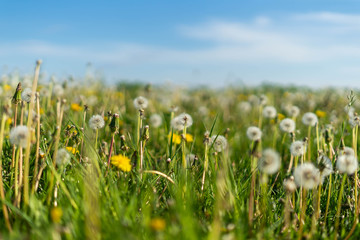 Field full of dandelions. Great place to rest  with contact with nature