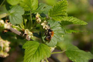 A bumblebee sits on a flower. Bumblebee pollinates flowers