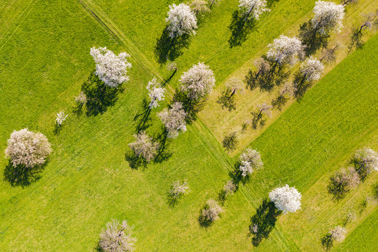 Germany, Baden-Wurttemberg, Weilheim an der Teck, Drone view of countryside orchard in spring