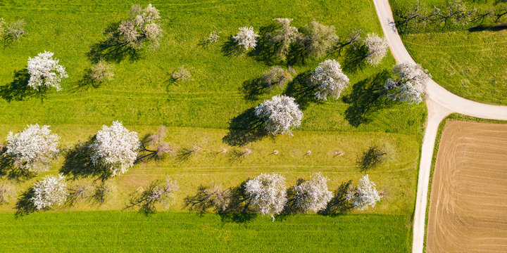 Germany, Baden-Wurttemberg, Weilheim an der Teck, Drone view of countryside orchard in spring