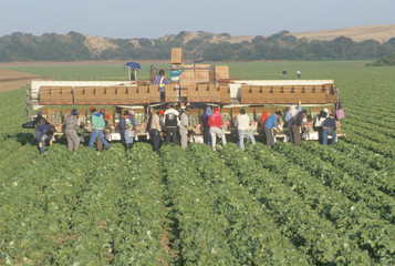 Migrant workers harvest crops in Central Valley, CA