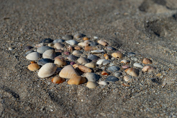 Sea shells arrangement over the greyish coarse sand of Florida coast