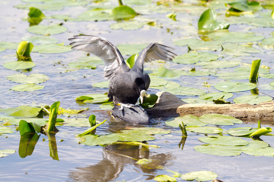 Germany, Bavaria, Eurasian coot (Fulica atra) drying wings at shore of Chiemsee lake